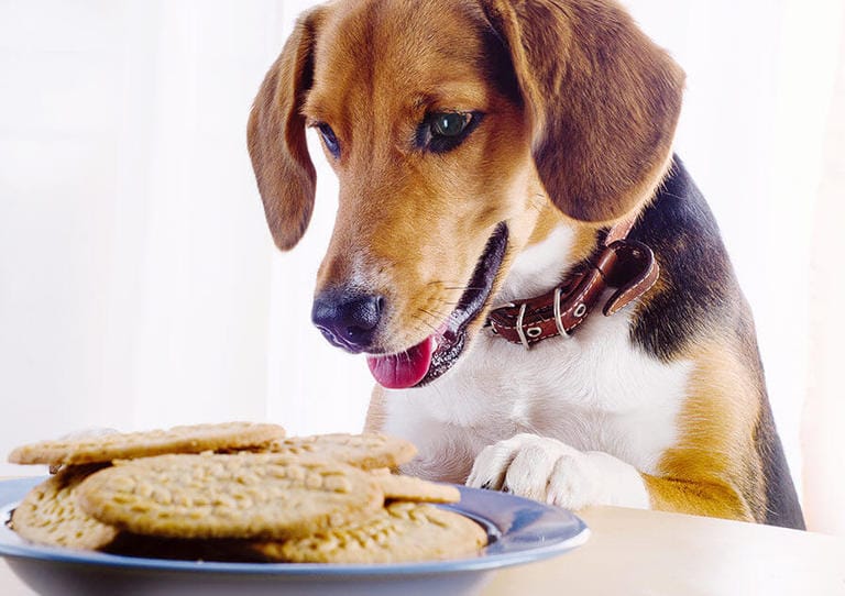 Complete list of 526 Food names for dogs