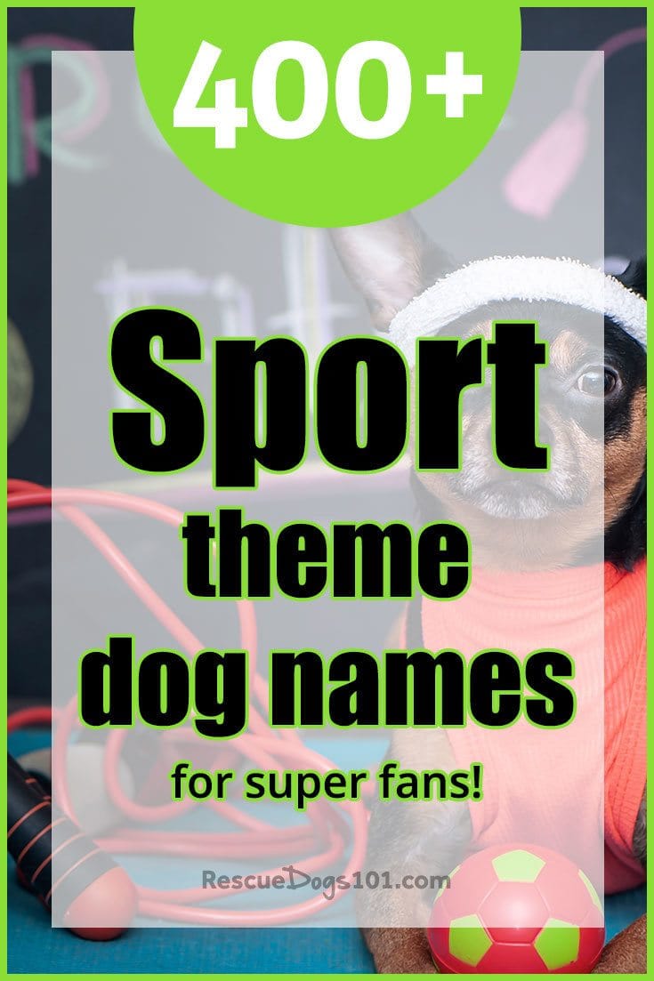 422 Sport dog names