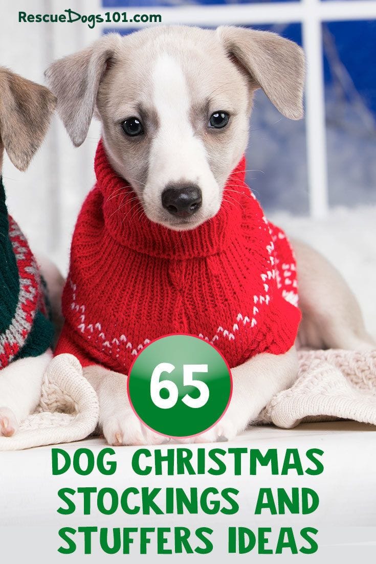 The most adorable dog Christmas stockings and stuffers