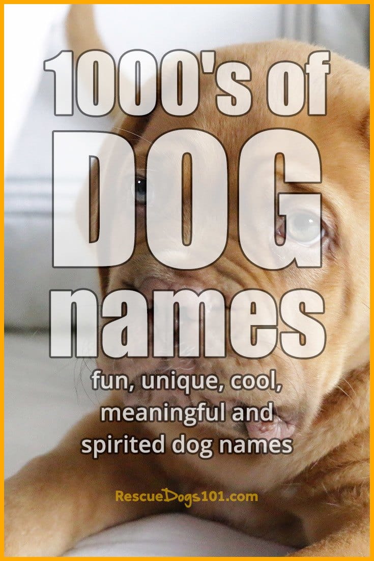 Best dog name ideas Rescue Dogs 101