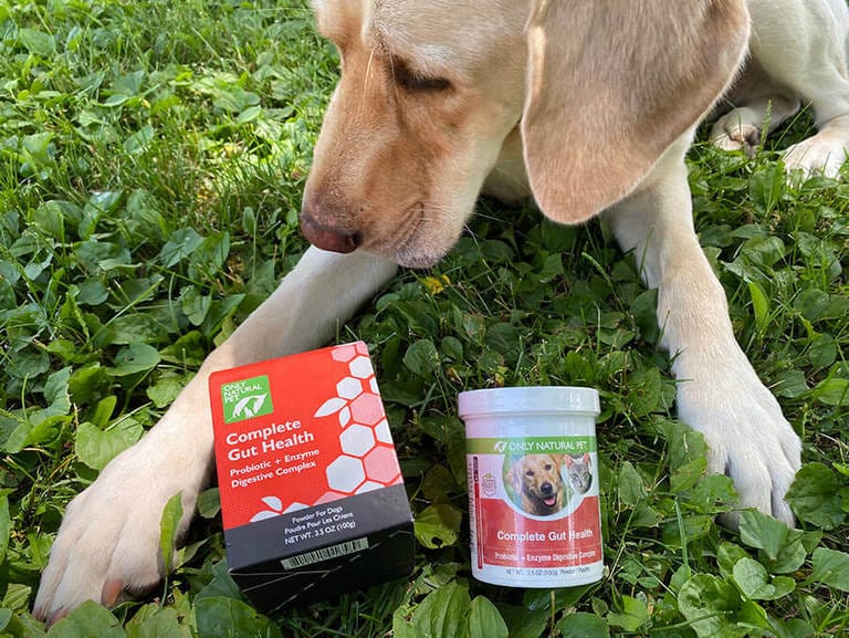 5 Proven Home Remedies for Your Dog with Diarrhea