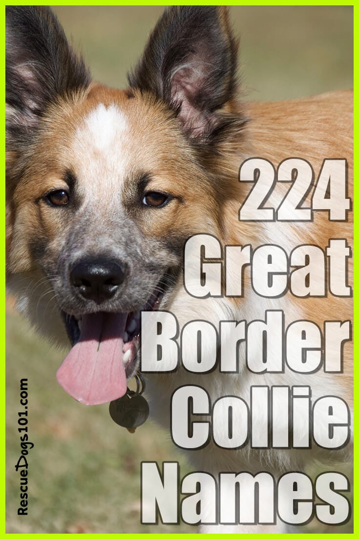 224 Great Border Collie Names