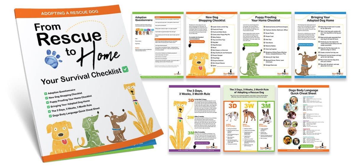 The 3 3 3 Rule And Bringing Home A Rescue Dog The 3 3 3 Rule And Bringing Home A Rescue Dog
