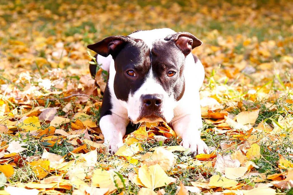 dog laying in fall leaves