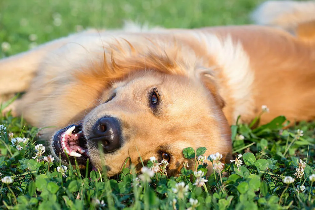golden dog laying in grass and clovers