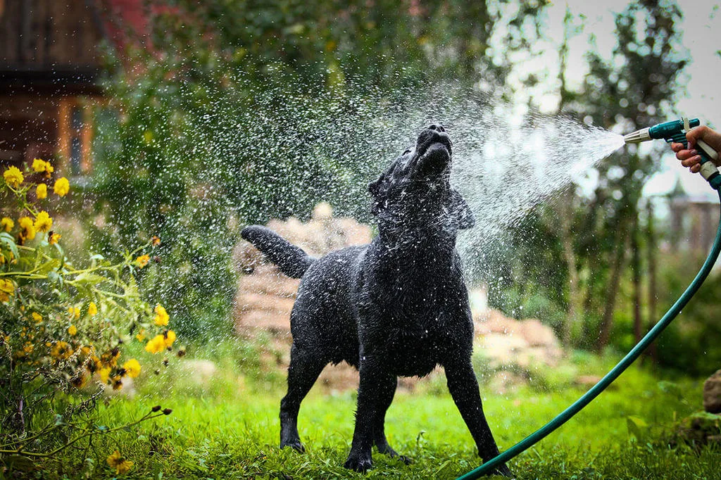 black dog enjoying water from hose