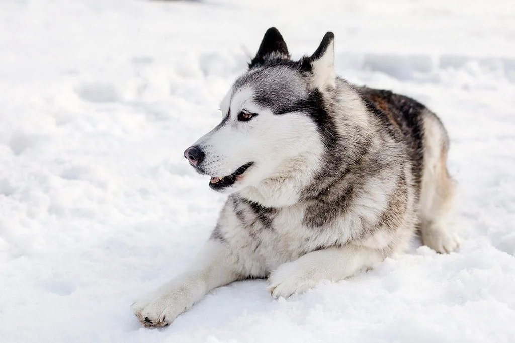 husky laying in snow