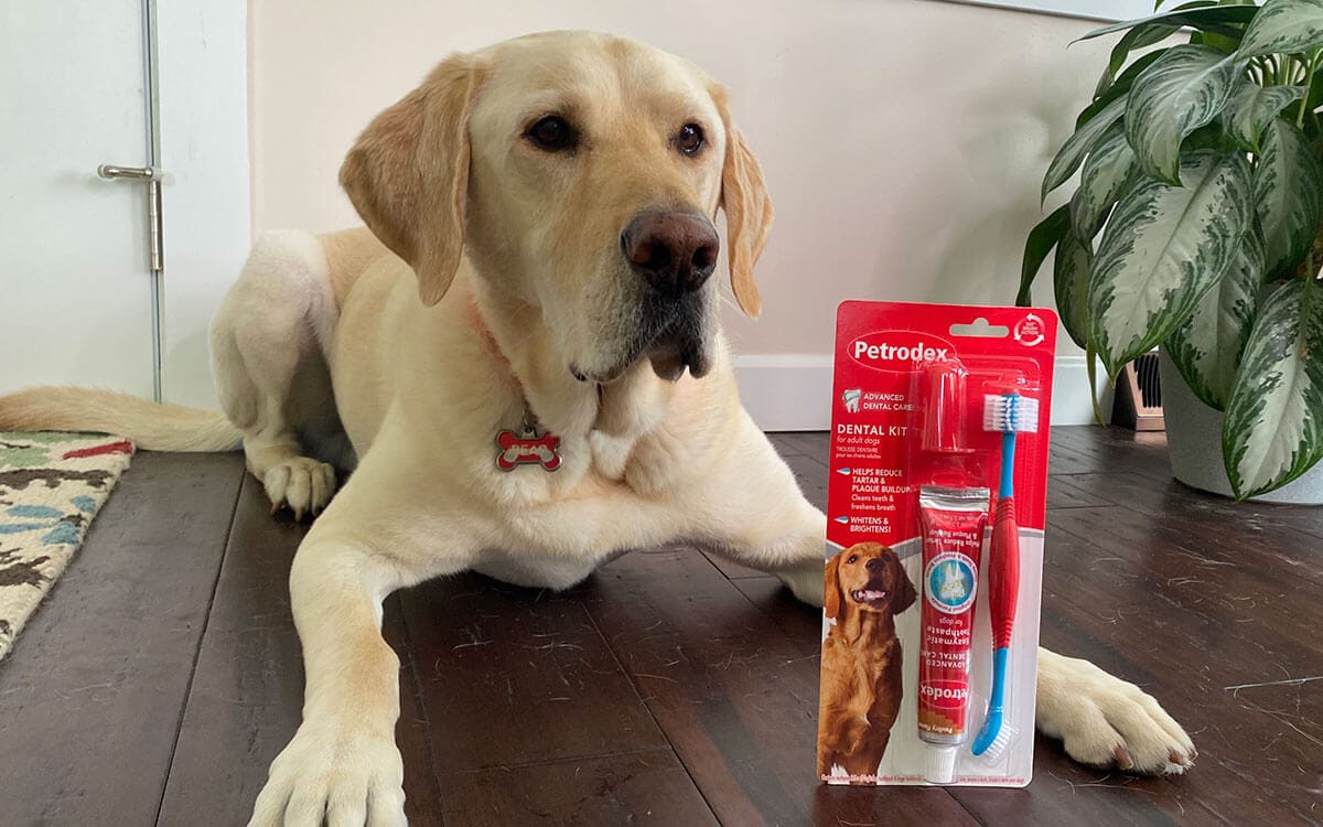 The best dog toothpaste (vet dental care)
