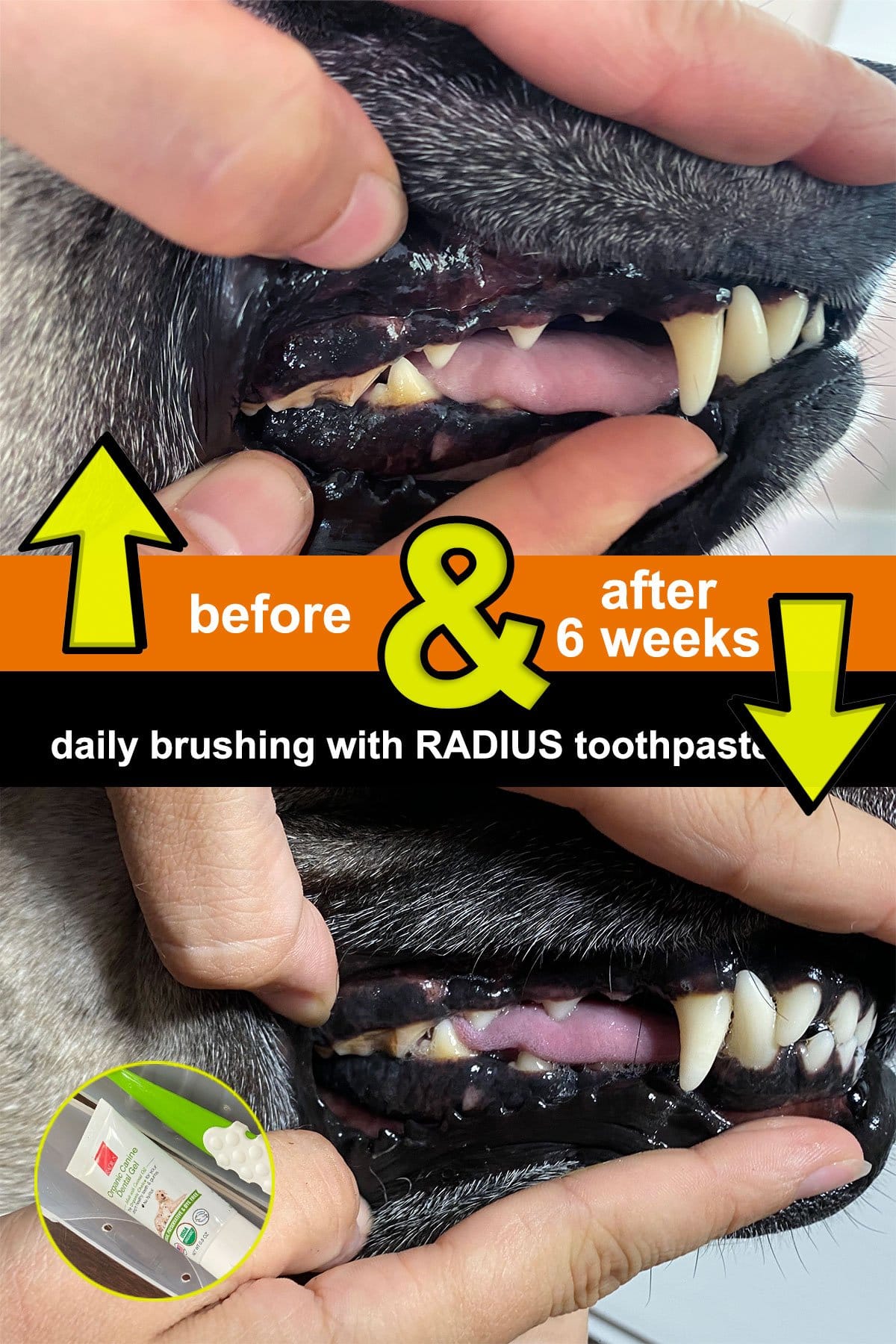 The best dog toothpaste (vet dental care)