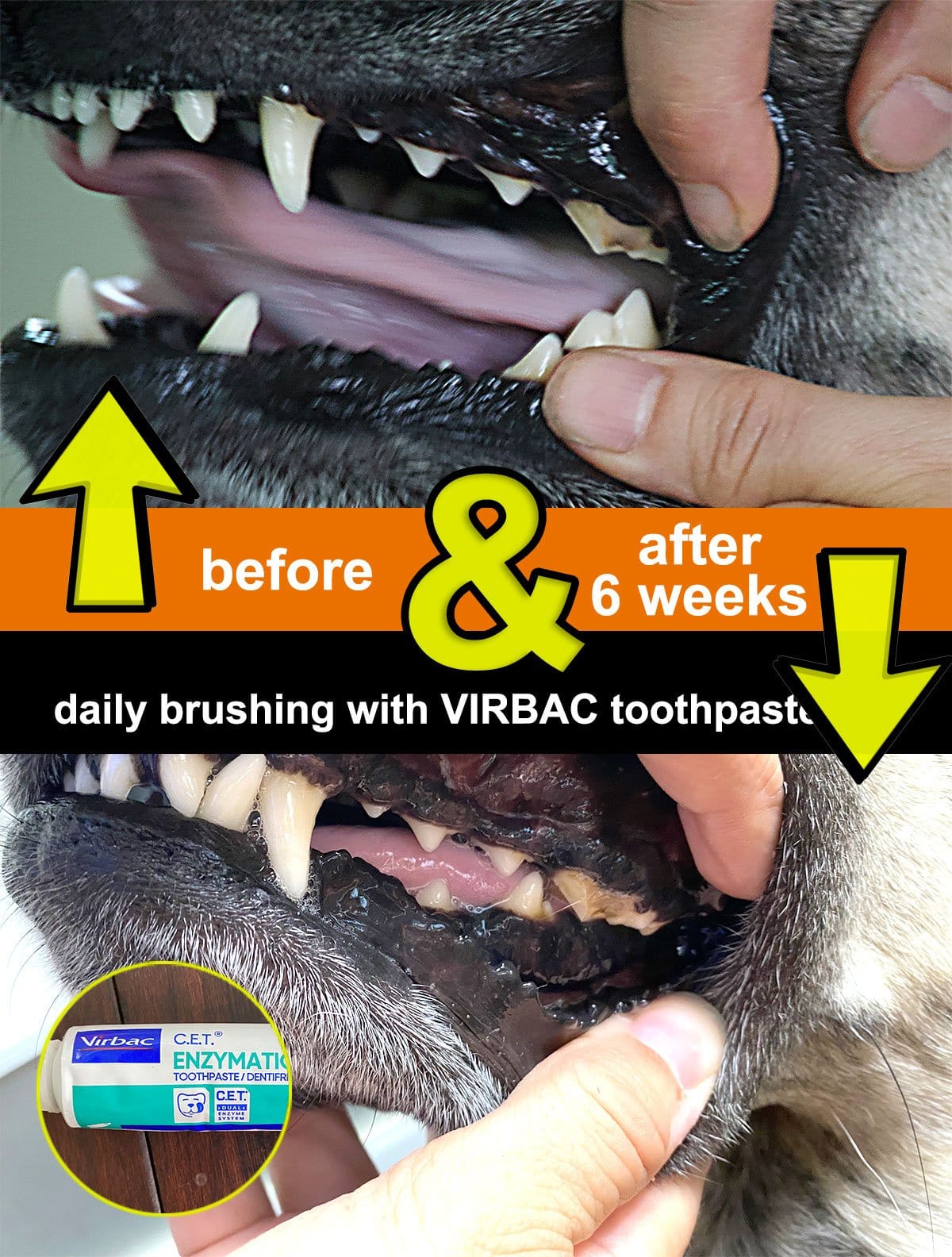 The best dog toothpaste (vet dental care)