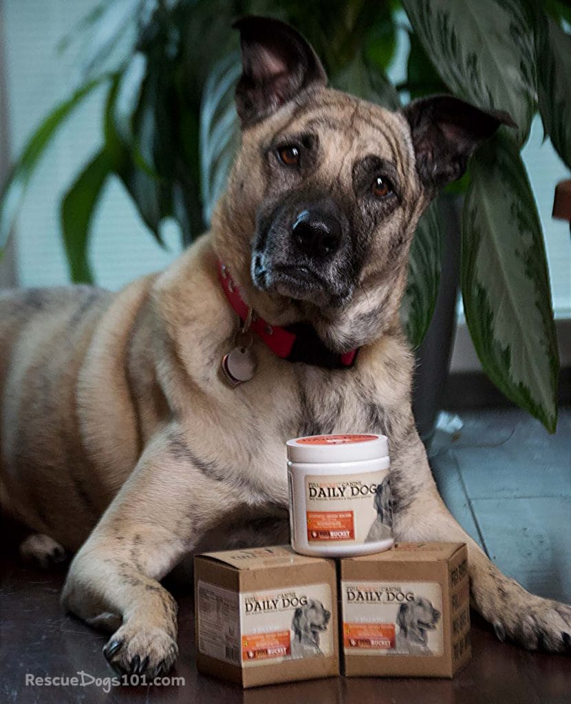 Are probiotics good for dogs?
