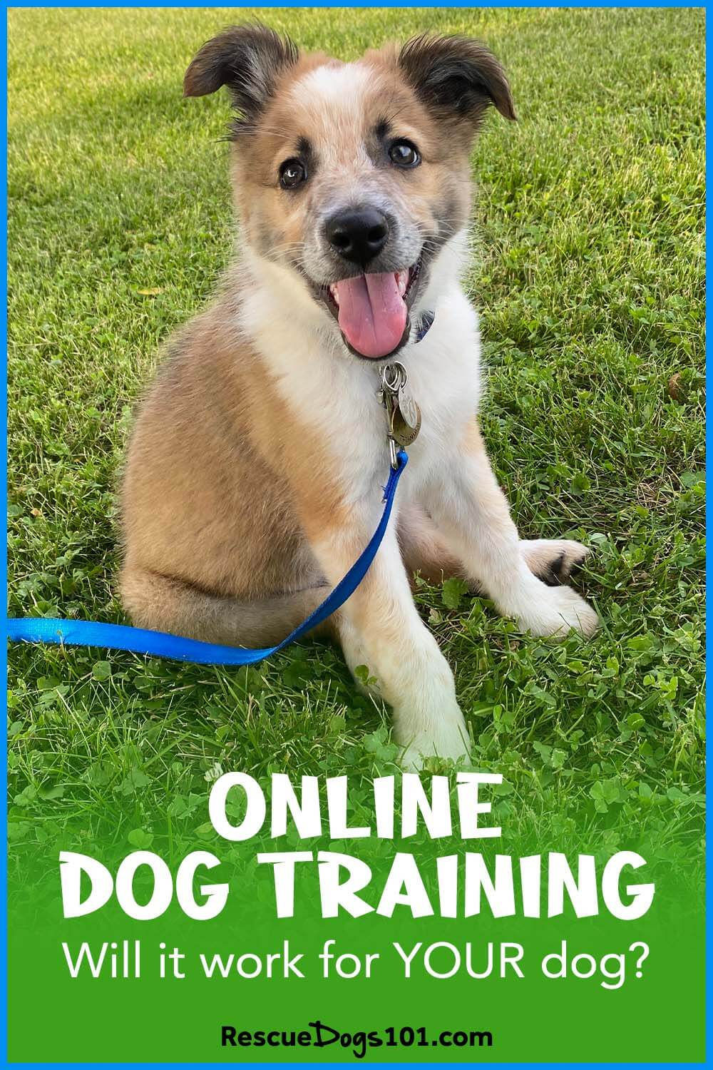 SpiritDog Training Review (Read before signing up Is it worth it?)