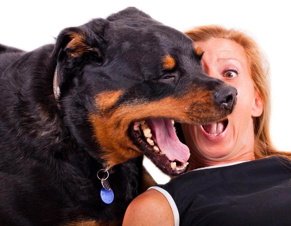 Natural remedies for dogs with bad breath
