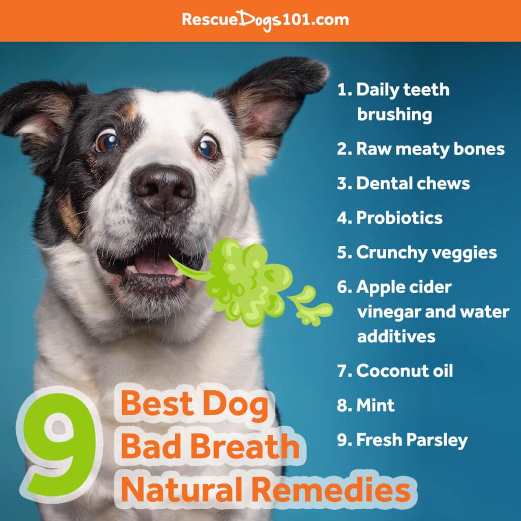 Best DogBad Breath
Natural Remedies. Daily teeth brushing. Dental chews. Probiotics. Crunchy veggies. Apple cider vinegar and water additives. Coconut oil. Mint. Fresh Curly Leaf Parsley.