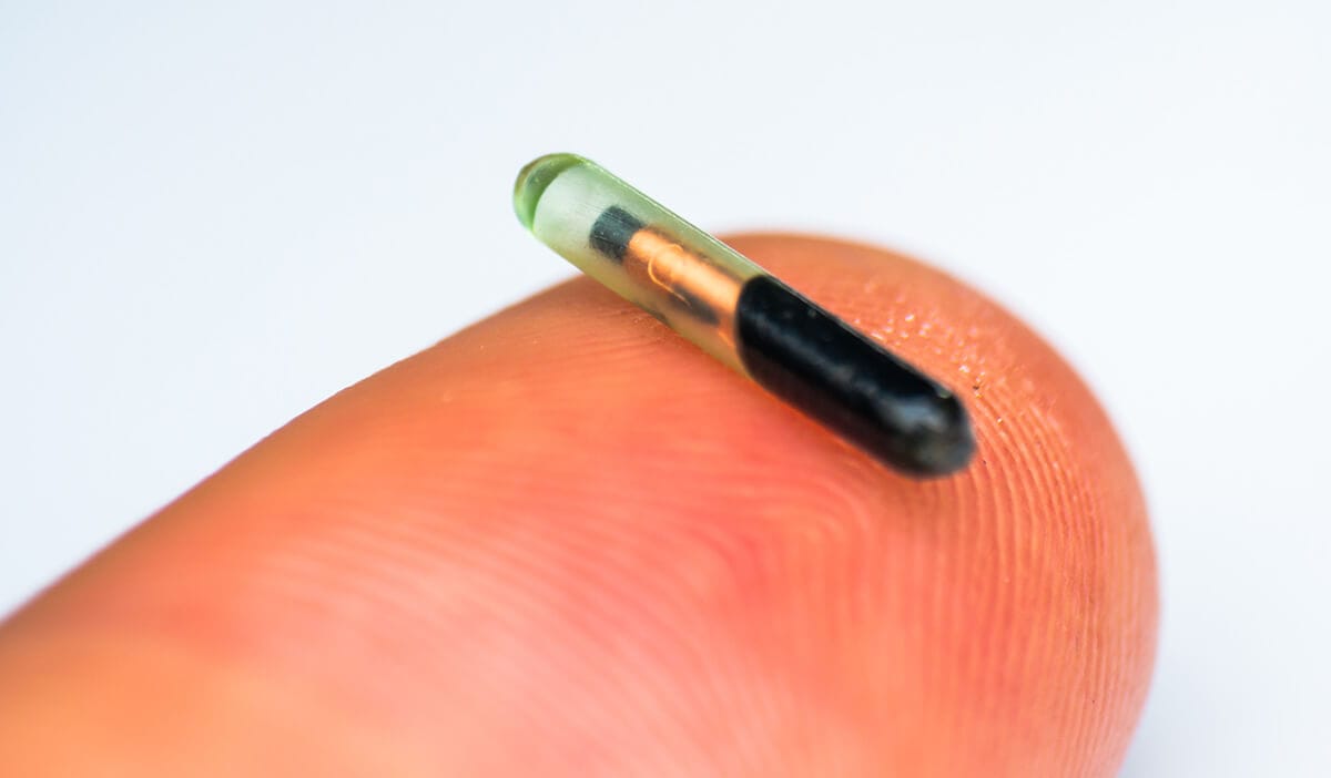 Dog Microchips Everything you need to know
