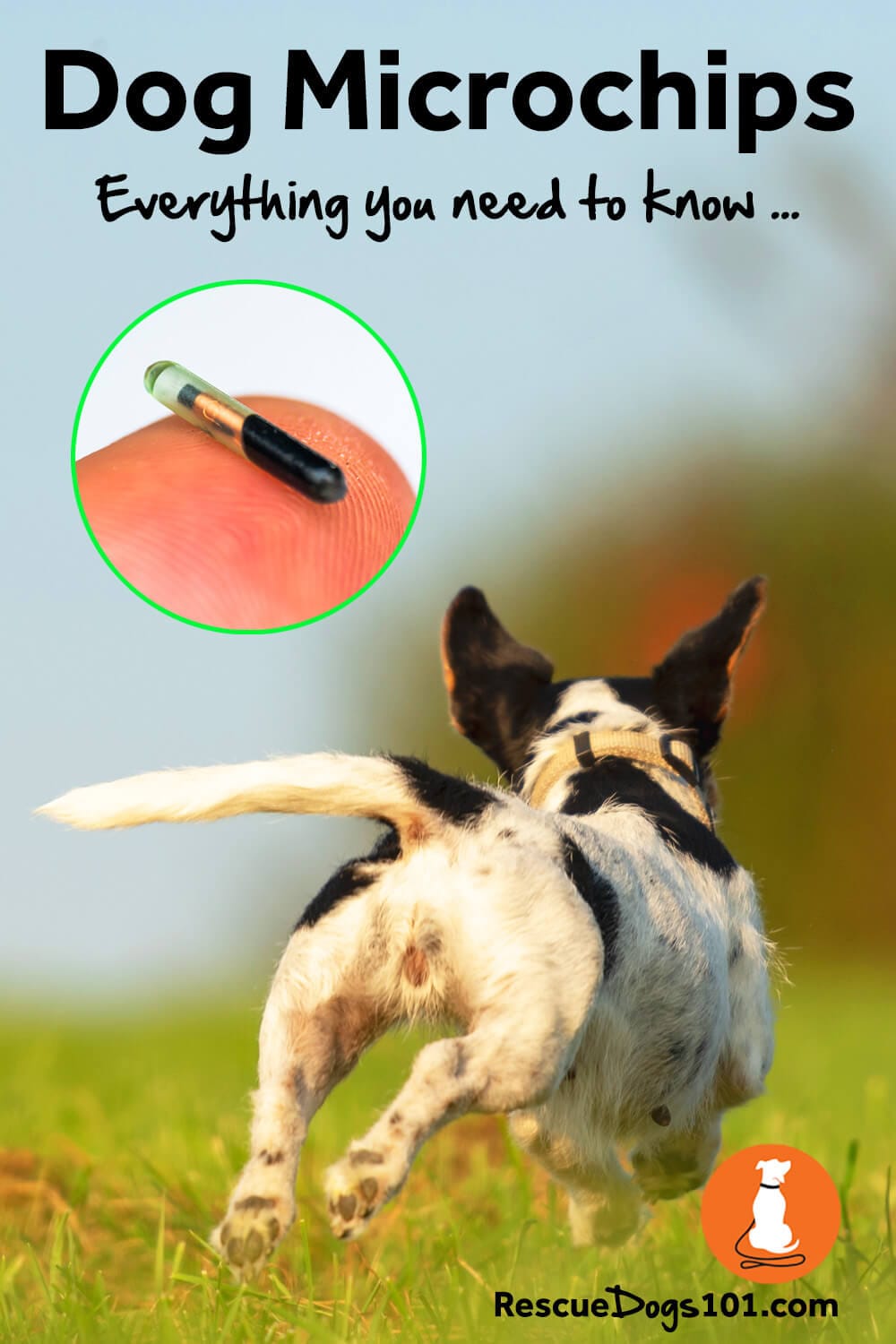 Dog Microchips Everything you need to know