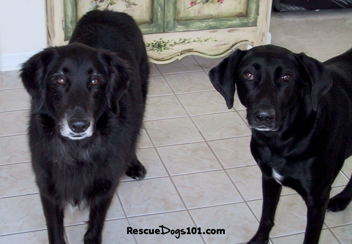 Black Dog Names 116 unique ideas for your black fur puppy