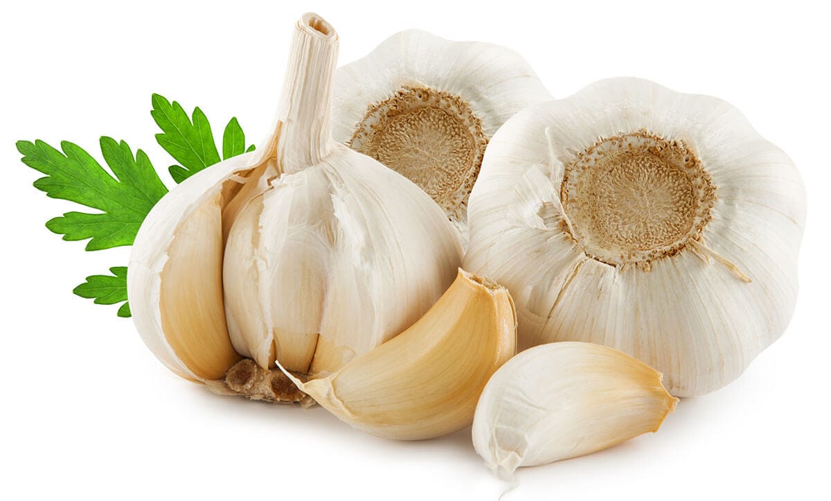 Garlic and Dogs Toxic or Healthy?