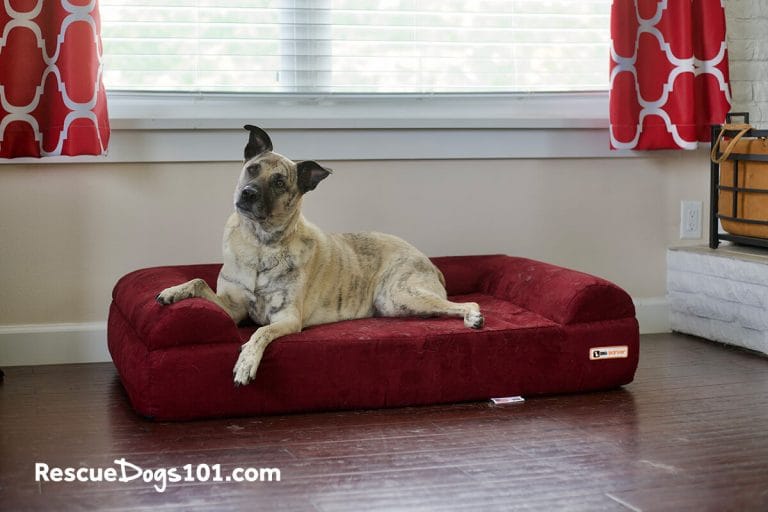 Big Barker Review Will your dog love it or hate it?