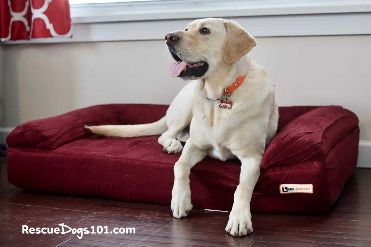 What Big Barker Is and Why People Buy It