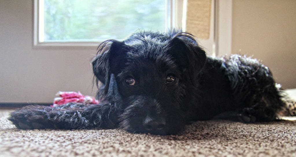 Help your reserved or shy dog more confident