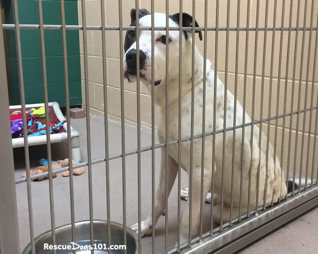 white and black dog sitting behind bars of a shelter