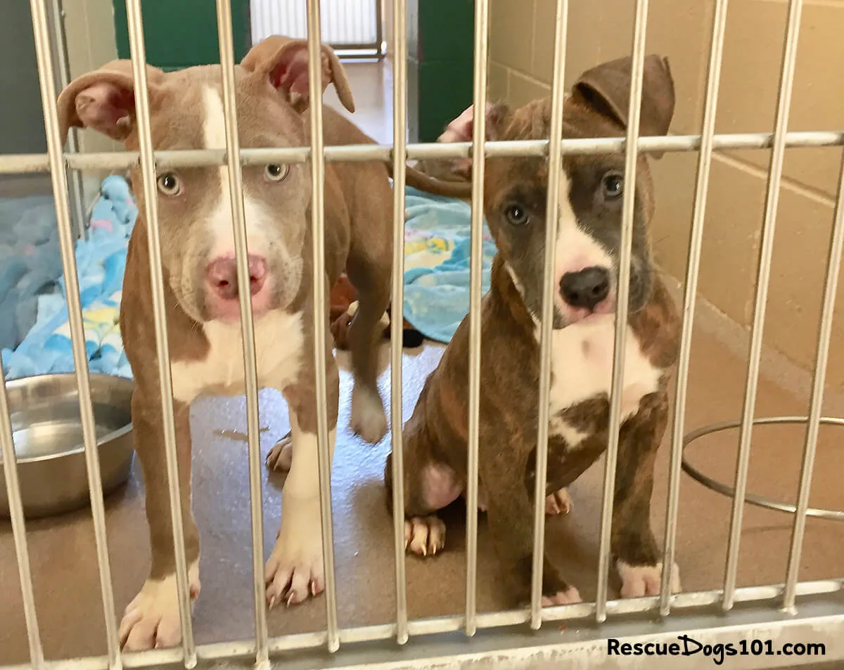 two puppies sitting behind bars of a shelter