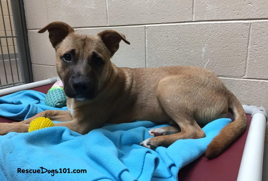 brown puppy laying on dog bed in a shelter
