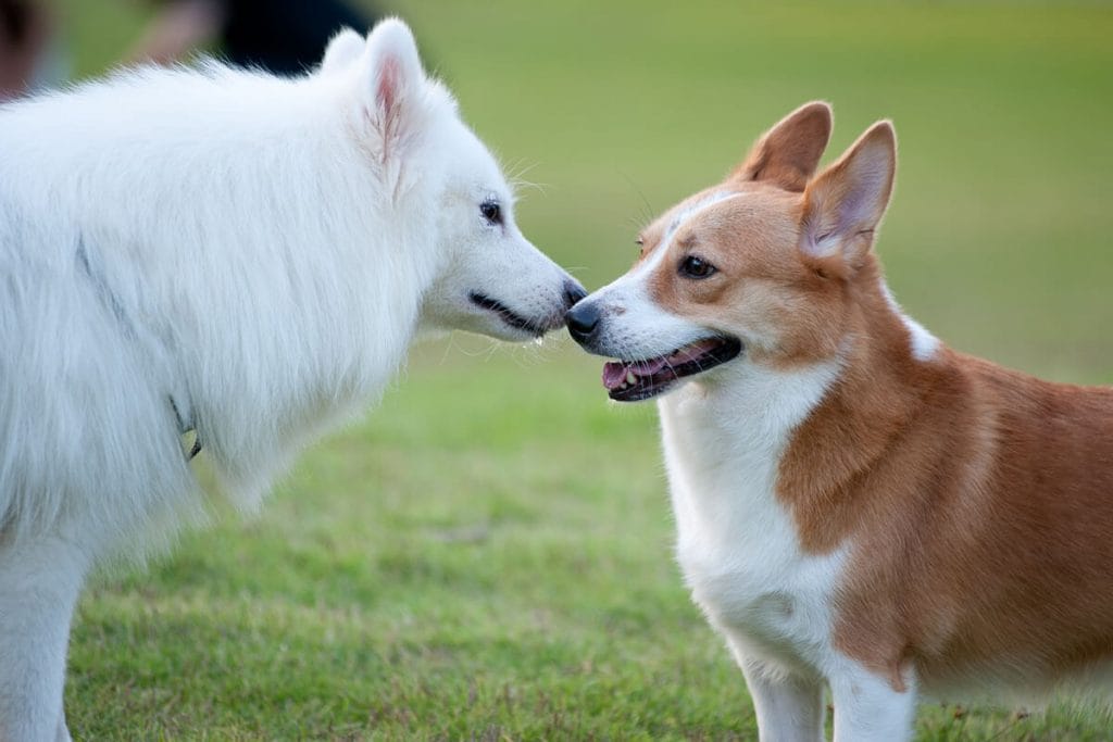 How do dogs talk to each other to communicate?