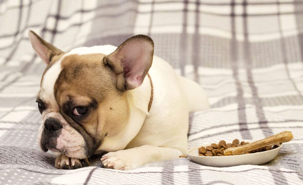 How long can a dog go without eating?