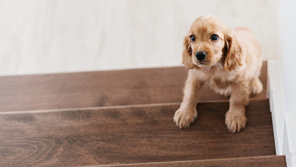 Spaying and Neutering Your Dog (everything you NEED to know)