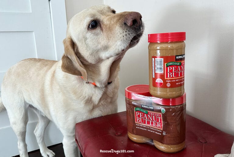 Your dog, peanut butter, and xylitol