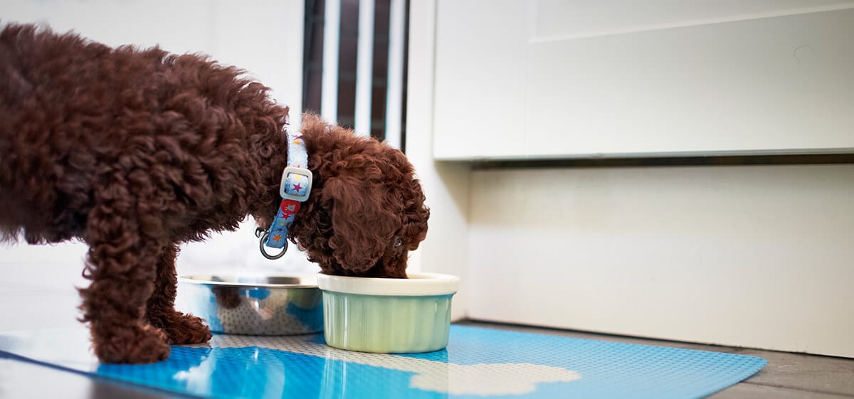Dog Food Transition A Quick Guide for Healthy Switches