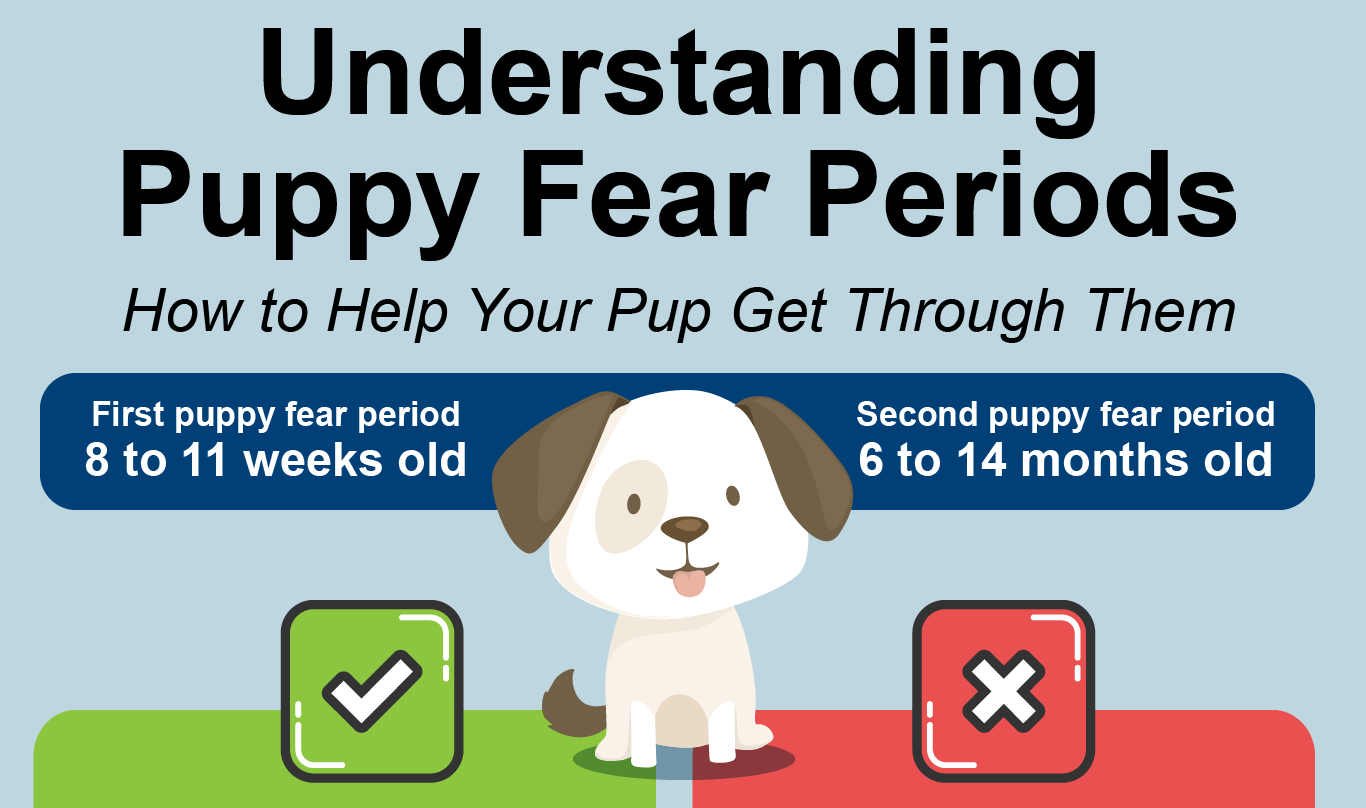 understanding-puppy-fear-periods-how-to-help-your-pup-get-through-them