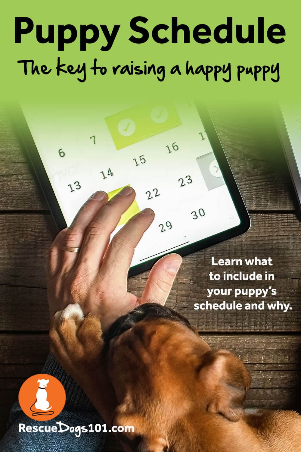 Puppy Schedule The Key To Raising A Happy Dog