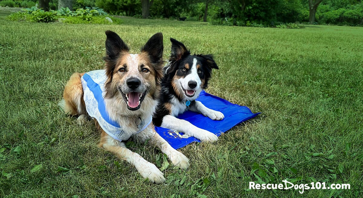 How to keep your dog cool in the summer heat