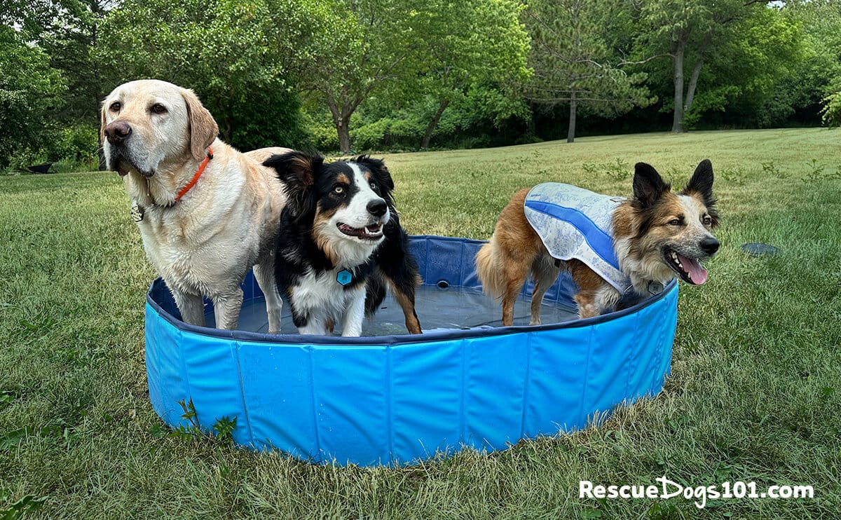 How to keep your dog cool in the summer heat