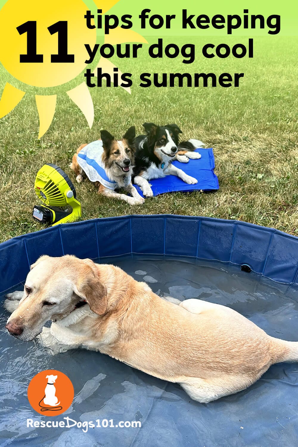How to keep your dog cool in the summer heat