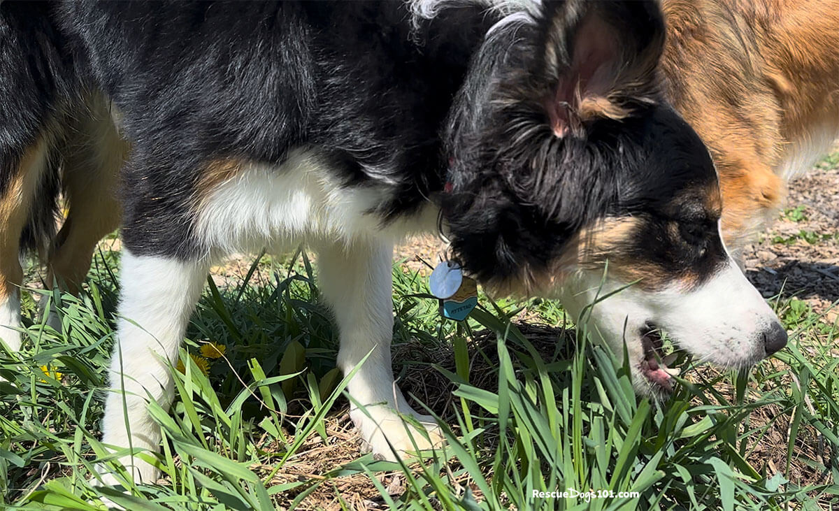 Dog eating grass with it's mouth open.