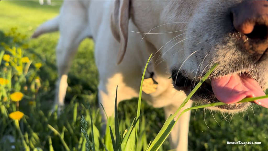 A dog with it's tongue licking grass.