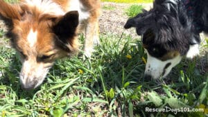 Visual Reference: Why Do Dogs Eat Grass