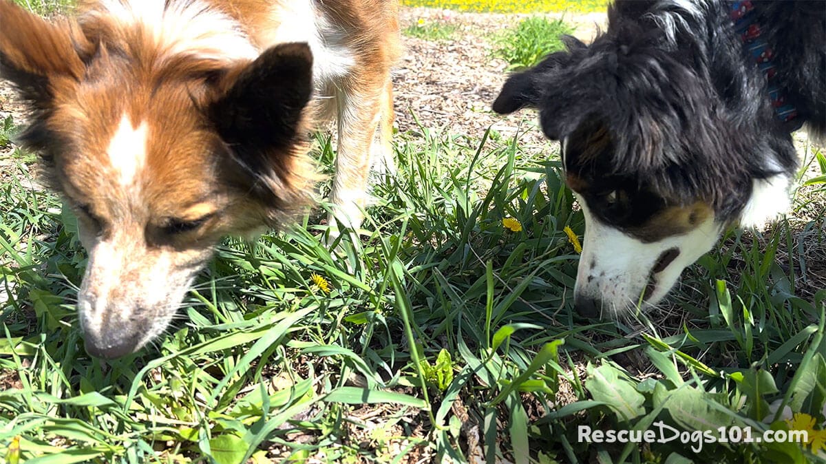 View of Why Do Dogs Eat Grass?