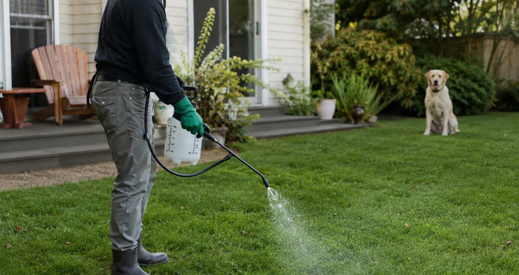 man spraying lawn with a dog running