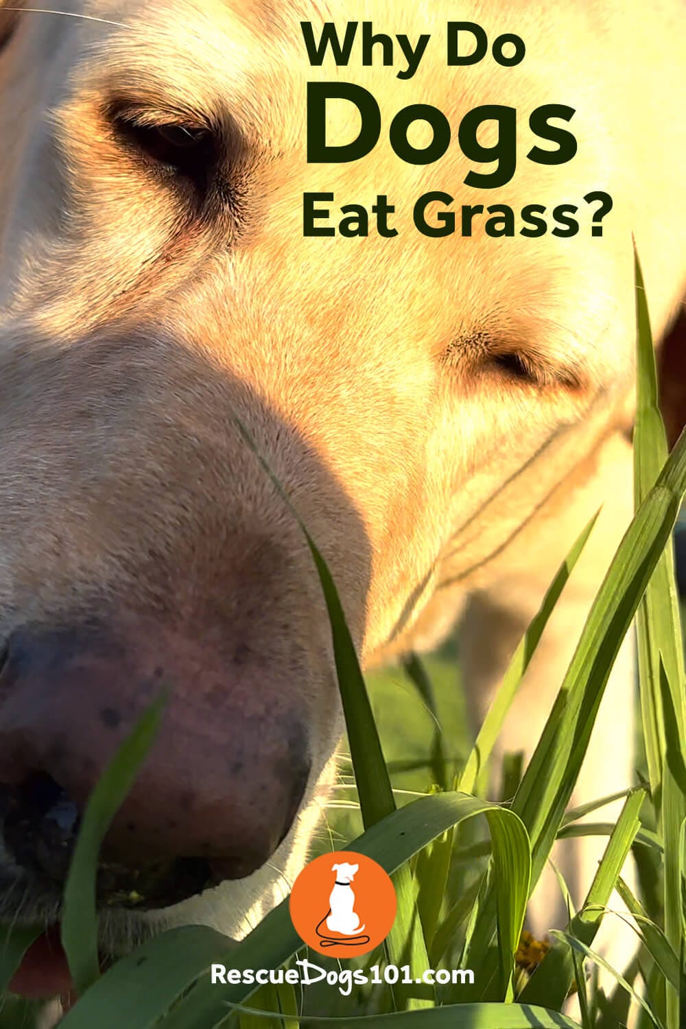 Why Do Dogs Eat Grass?