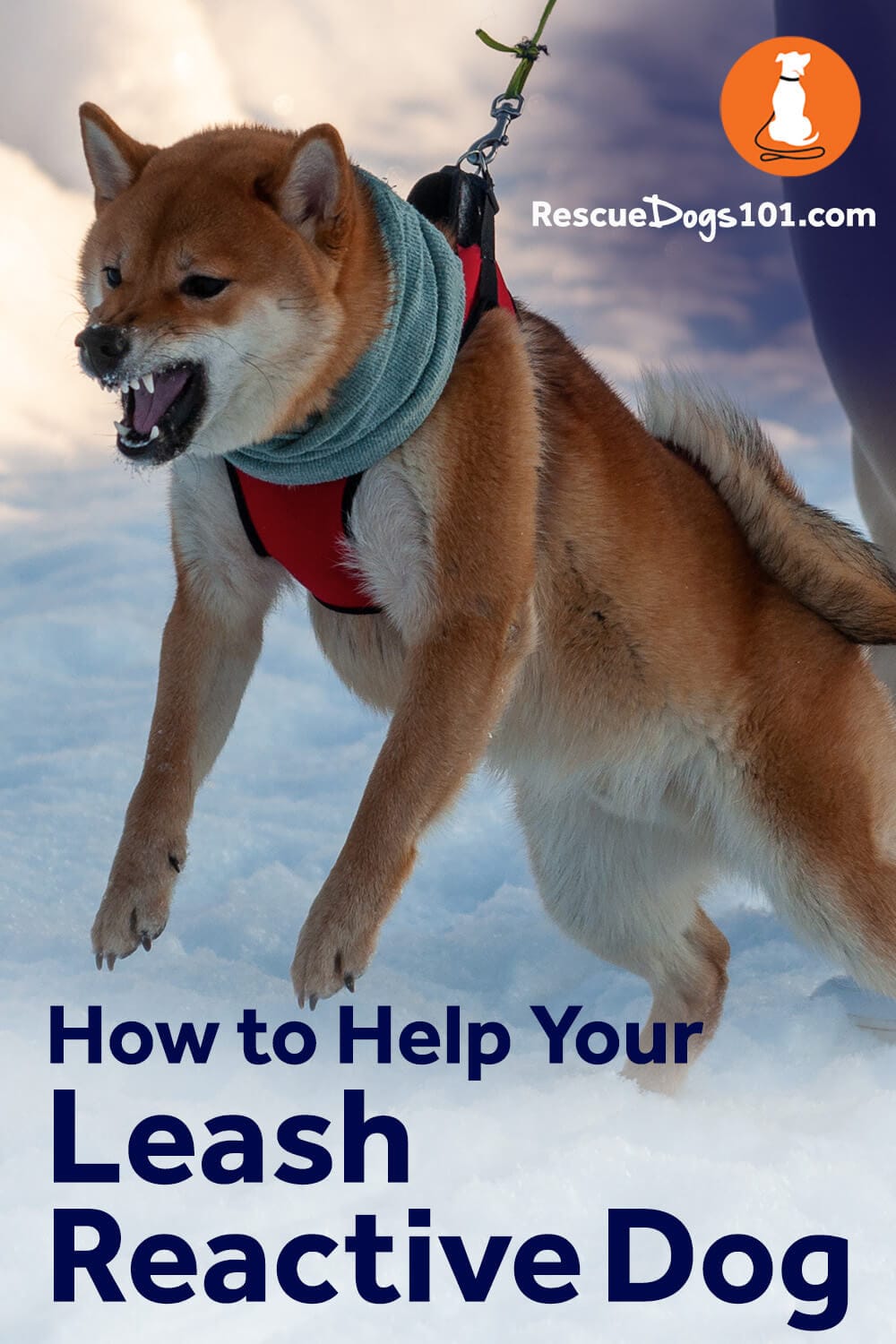 How to Help Your Leash Reactive Dog