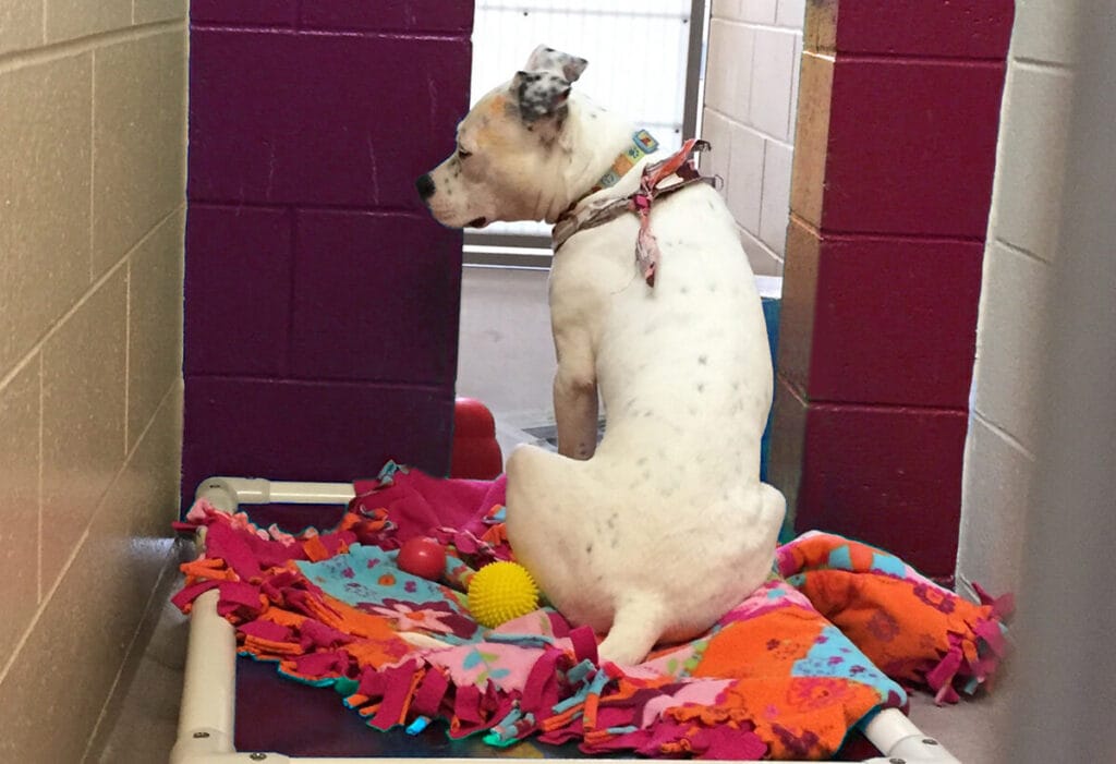 Red Flags When Adopting a Dog