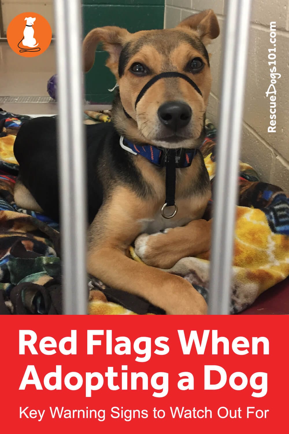 Red Flags When Adopting a Dog