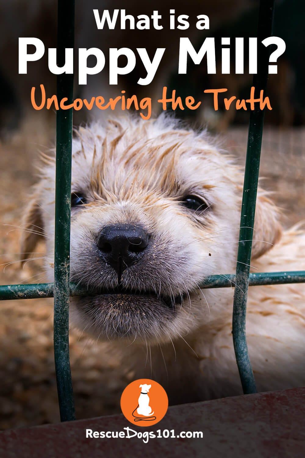What is a Puppy Mill Uncovering the Truth