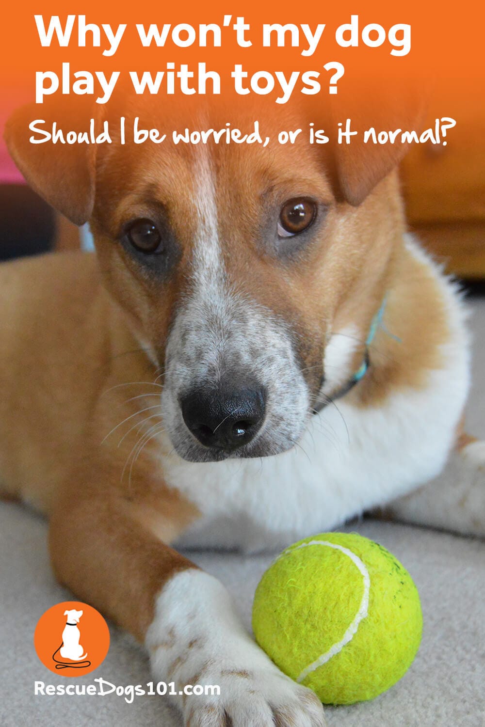 My Dog Won’t Play with Toys