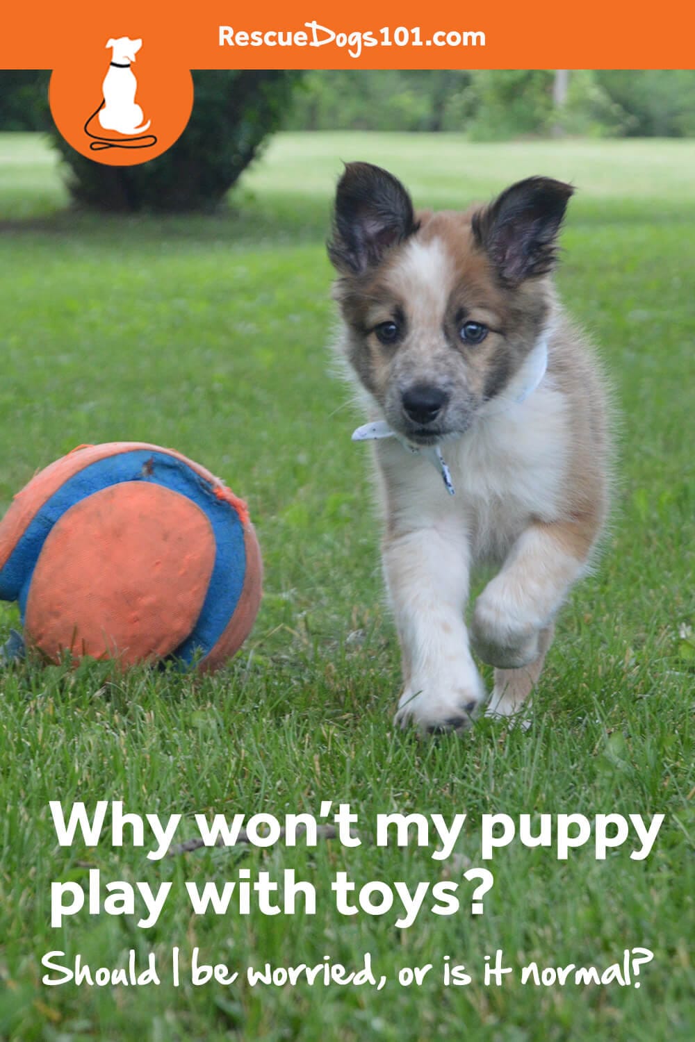 My Dog Won’t Play with Toys